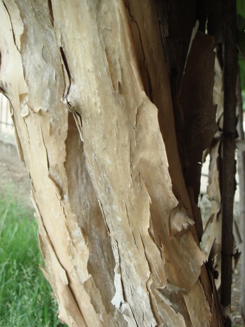 Dipelta floribunda ecorce
